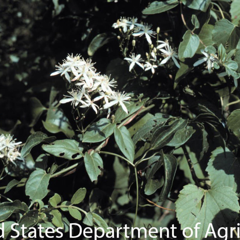 Clematis Virginiana Blue Thumb