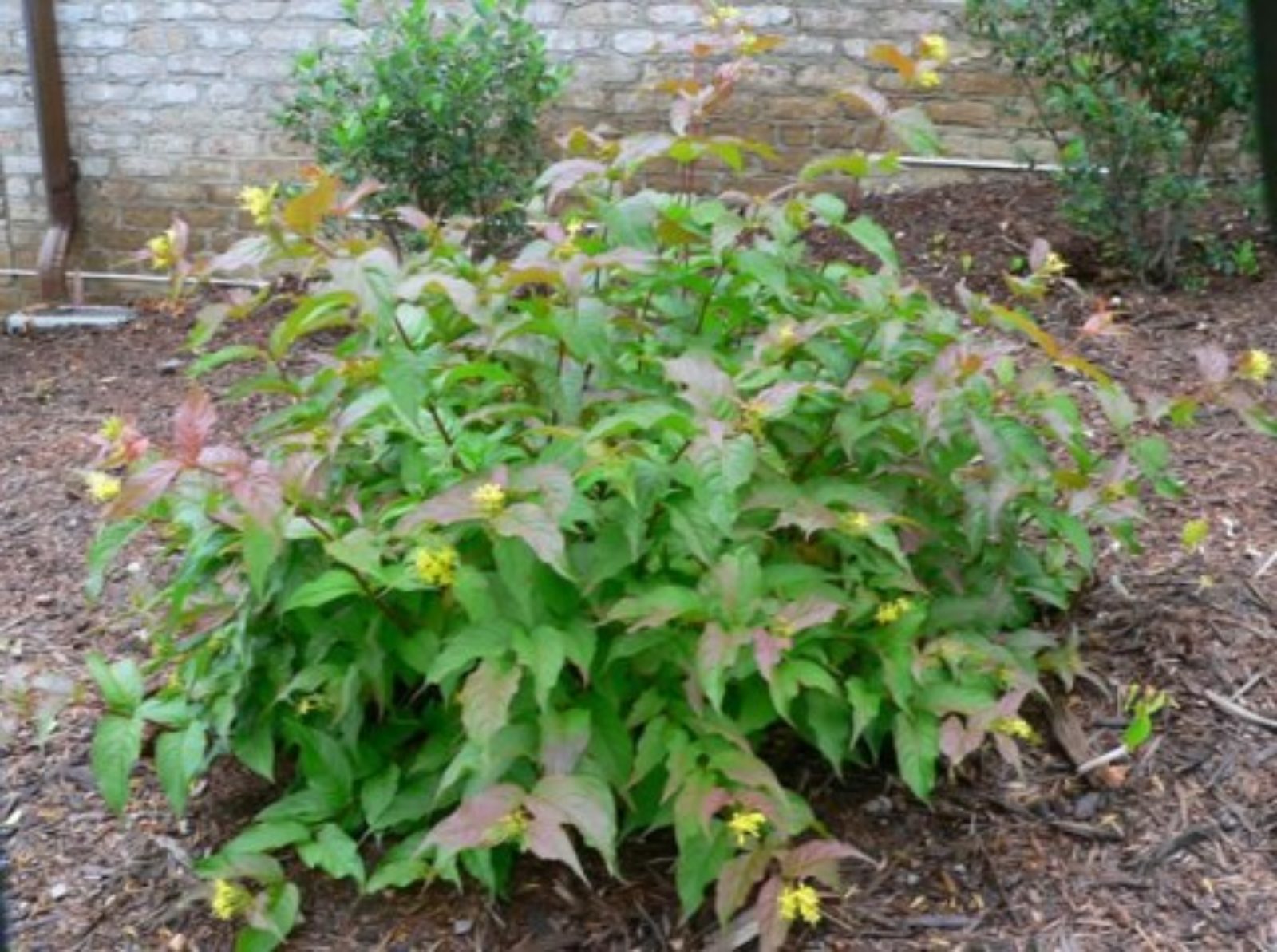 Image of Dwarf Bushhoneysuckle (Diervilla lonicera) plant