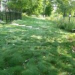 Turf Alternatives – Blue Thumb