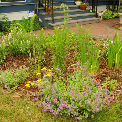 Rain Gardens – Blue Thumb