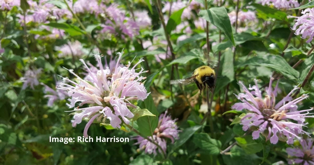 Map Your Pollinator Project – Blue Thumb