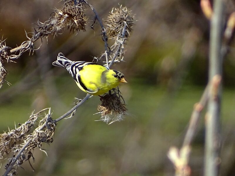 American Goldfinch on thistle