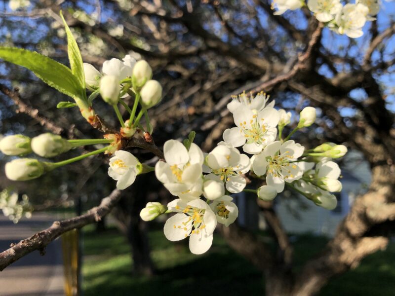 plum blossoms on tree