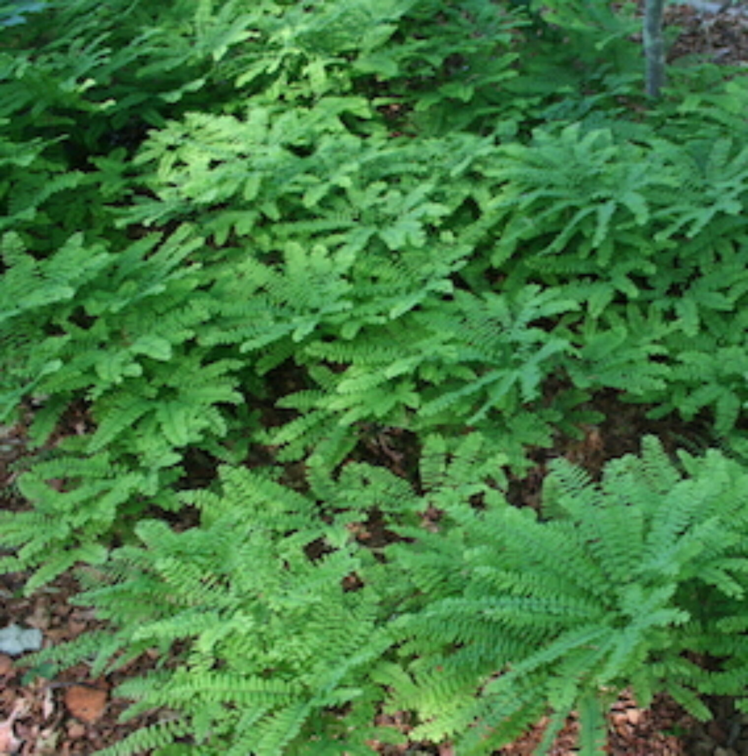 Native Plants That Grow In Maple Shade – Blue Thumb