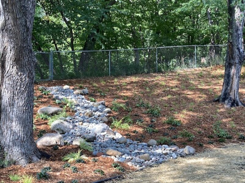 Shady yard with dry creek bed and plants