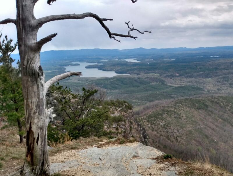 Snag (dead tree) overlooking view