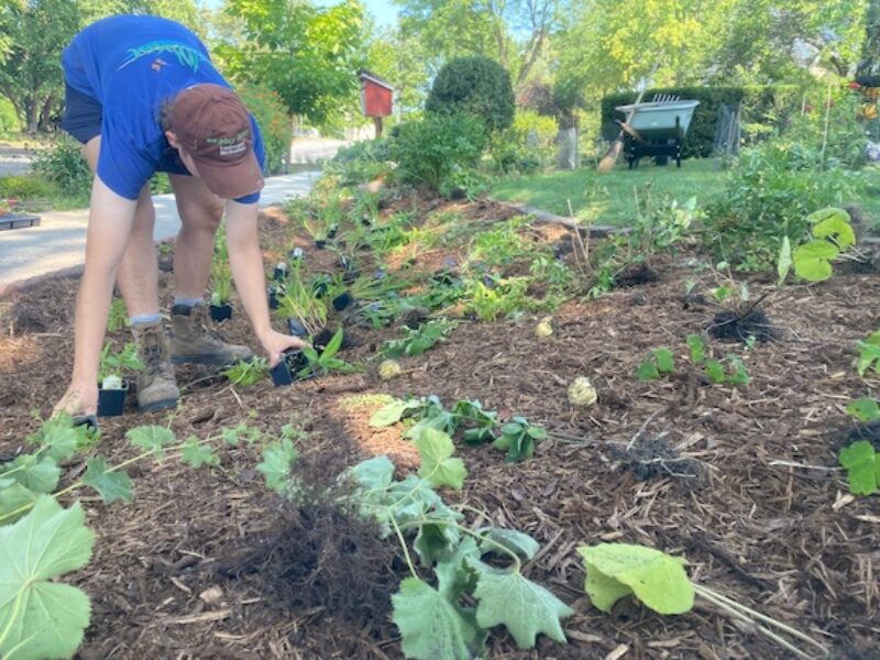 person bent over planting in garden