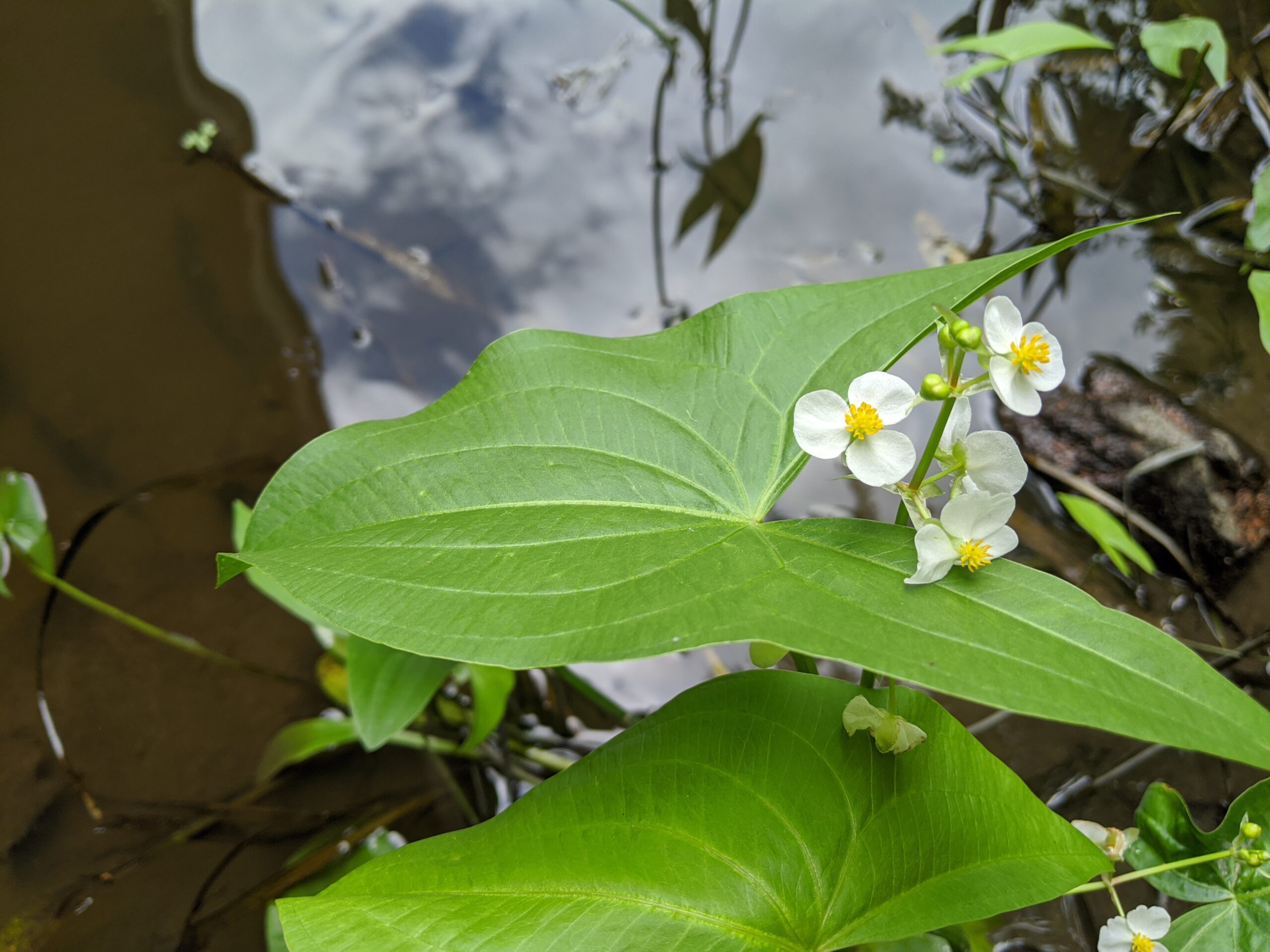 Protecting Lakes with Native Plants