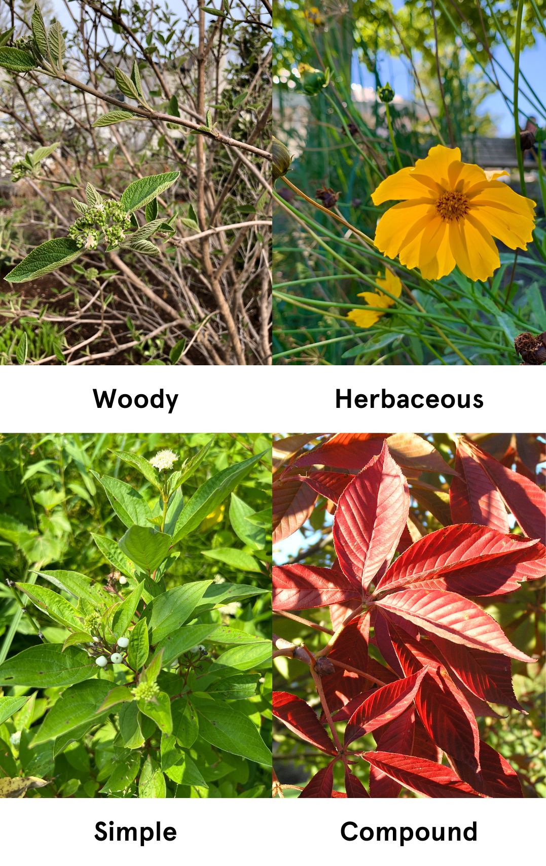 identification - Please help identify red stemmed, green and white (and  sometimes red) leafed plant - Gardening & Landscaping Stack Exchange