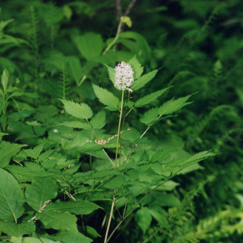White Baneberry (White Baneberry<div><em class="small">Actaea pachypoda</em></div>)
