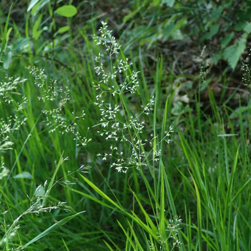Upland Bentgrass (Agrostis perennans)