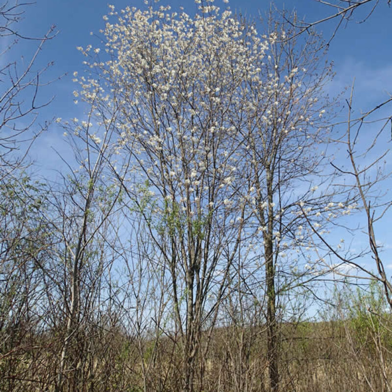 Juneberry (Amelanchier arborea)