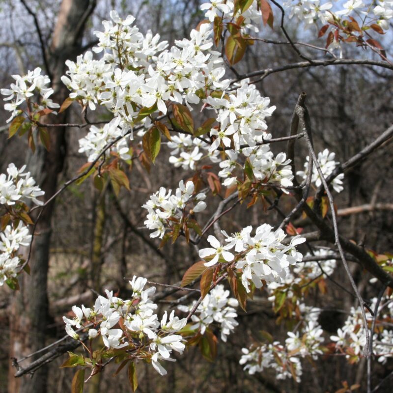 Allegheny Serviceberry (Amelanchier laevis)