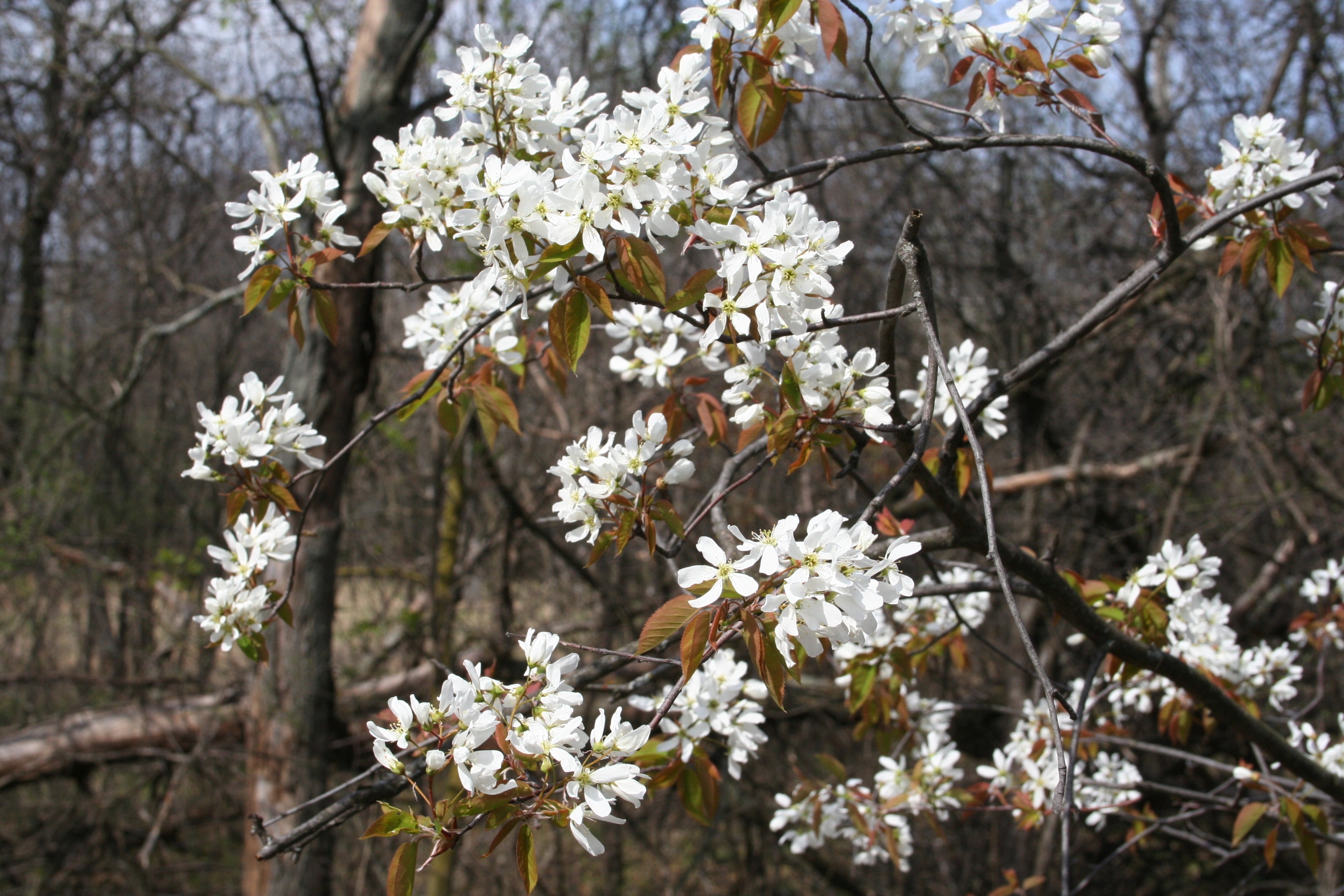 What Is An Amelanchier Tree