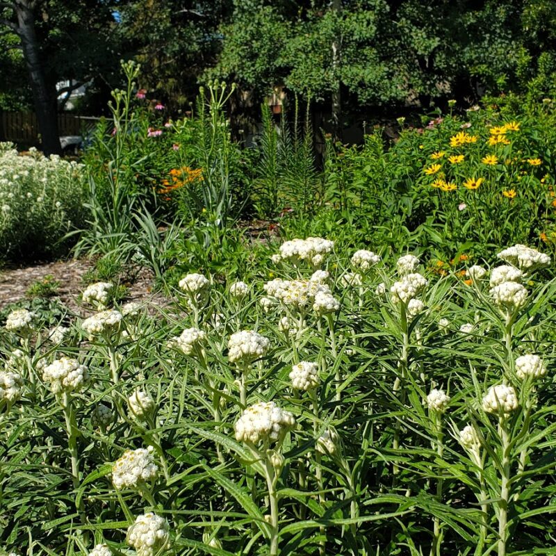 Pearly Everlasting (Pearly Everlasting<div><em class="small">Anaphalis margaritacea</em></div>)
