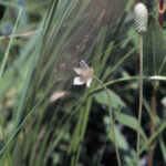 Thimble Flower (Anemone cylindrica)