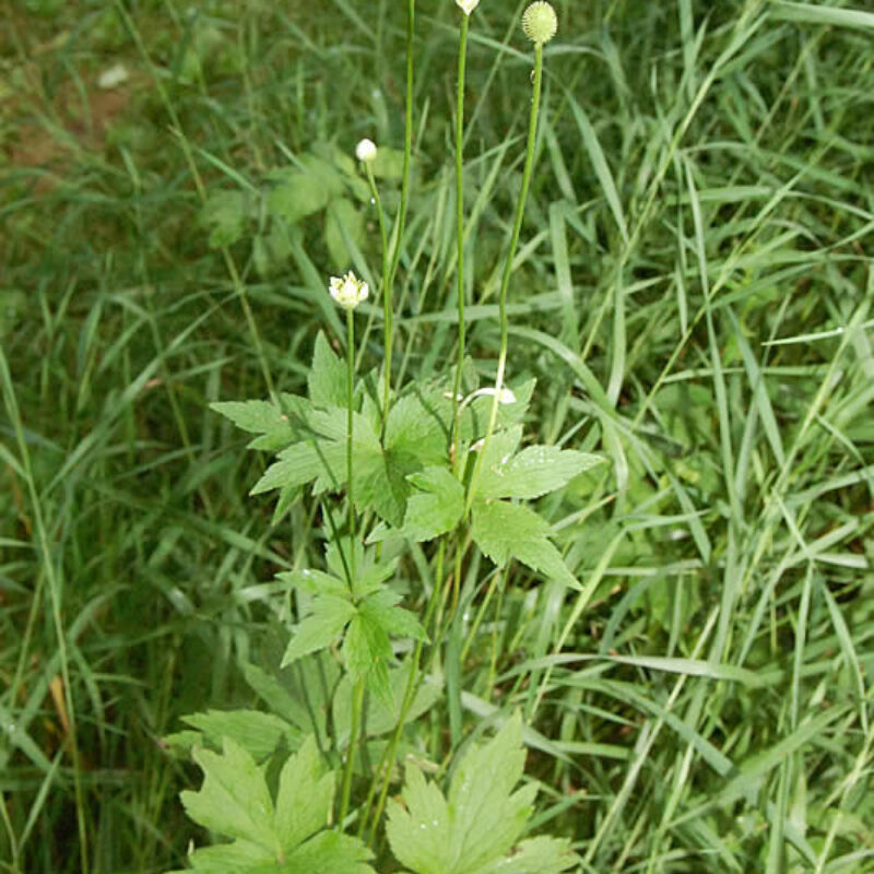 Tall Thimbleweed (Anemone virginiana)
