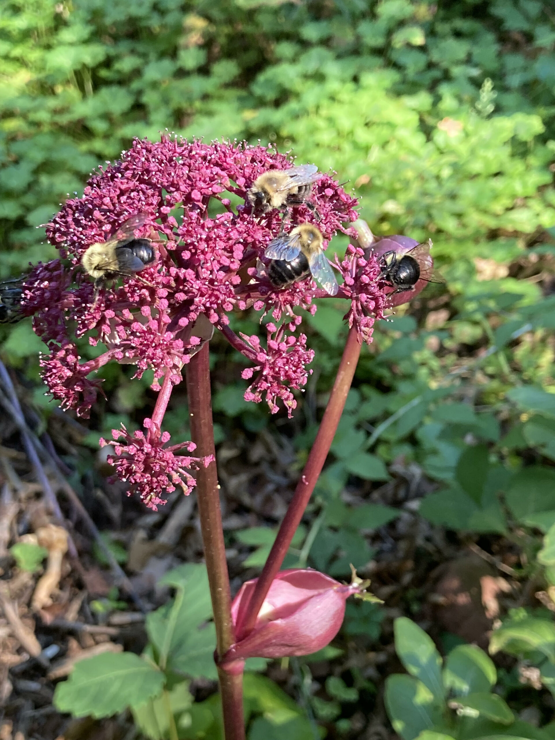 Angelica atropurpurea – Blue Thumb