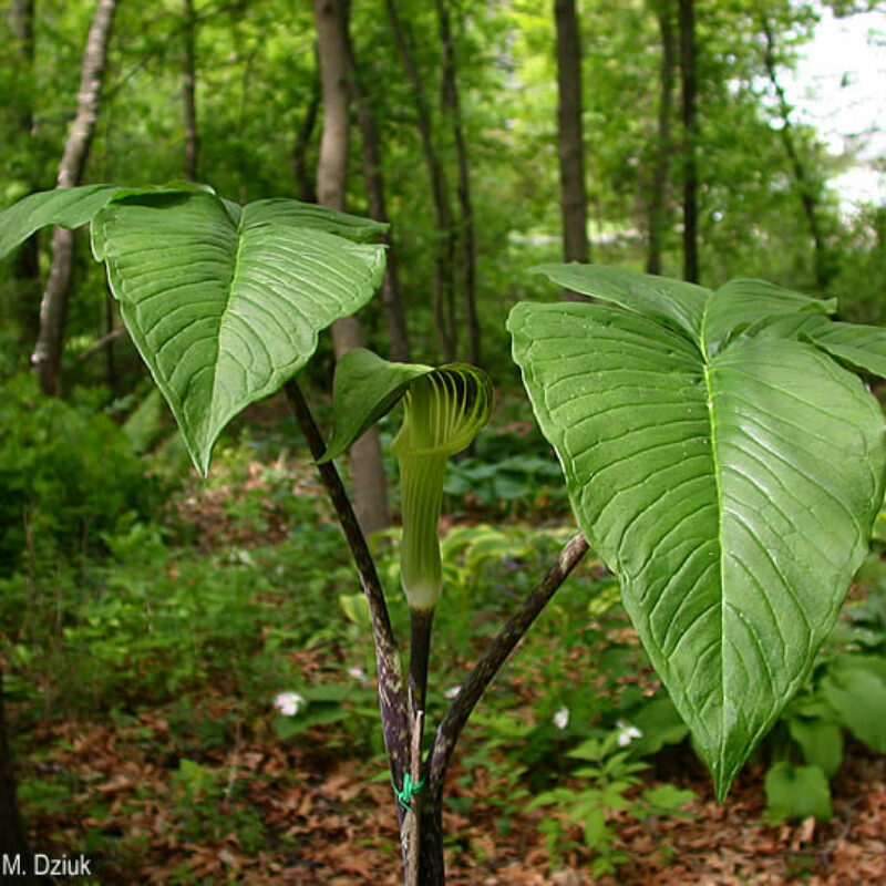 Jack in the Pulpit (Jack in the Pulpit<div><em class="small">Arisaema triphyllum</em></div>)