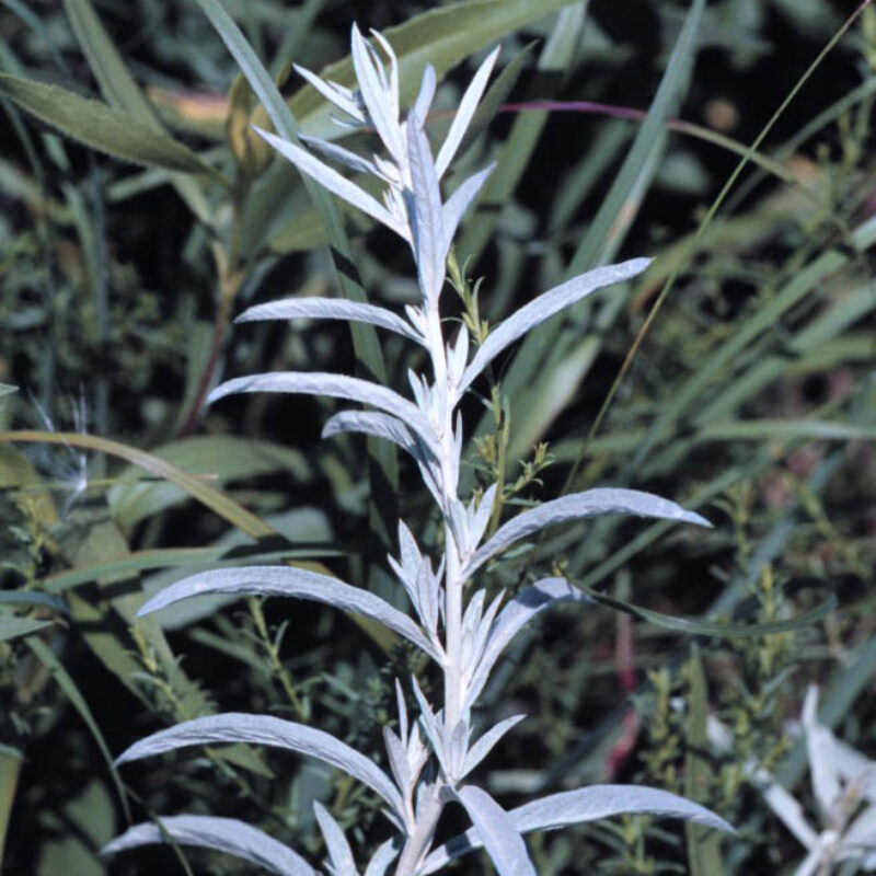 Prairie Sage (Prairie Sage<div><em class="small">Artemisia ludoviciana</em></div>)