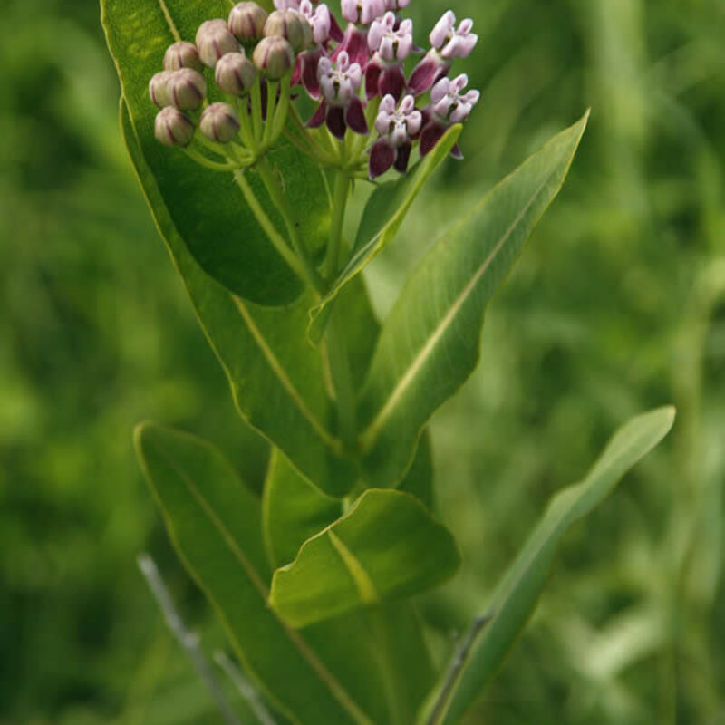 Prairie Milkweed (Prairie Milkweed<div><em class="small">Asclepias sullivantii</em></div>)