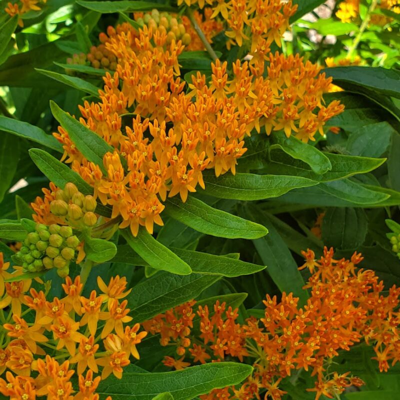 Butterfly Weed (Butterfly Weed<div><em class="small">Asclepias tuberosa</em></div>)