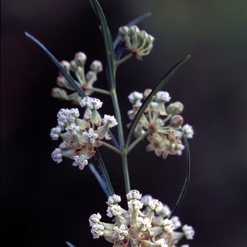 Whorled Milkweed (Whorled Milkweed<div><em class="small">Asclepias verticillata</em></div>)
