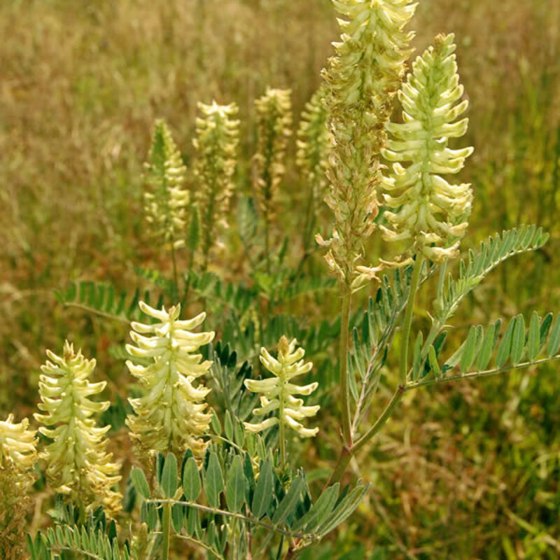Canada Milkvetch (Canada Milkvetch<div><em class="small">Astragalus canadensis</em></div>)