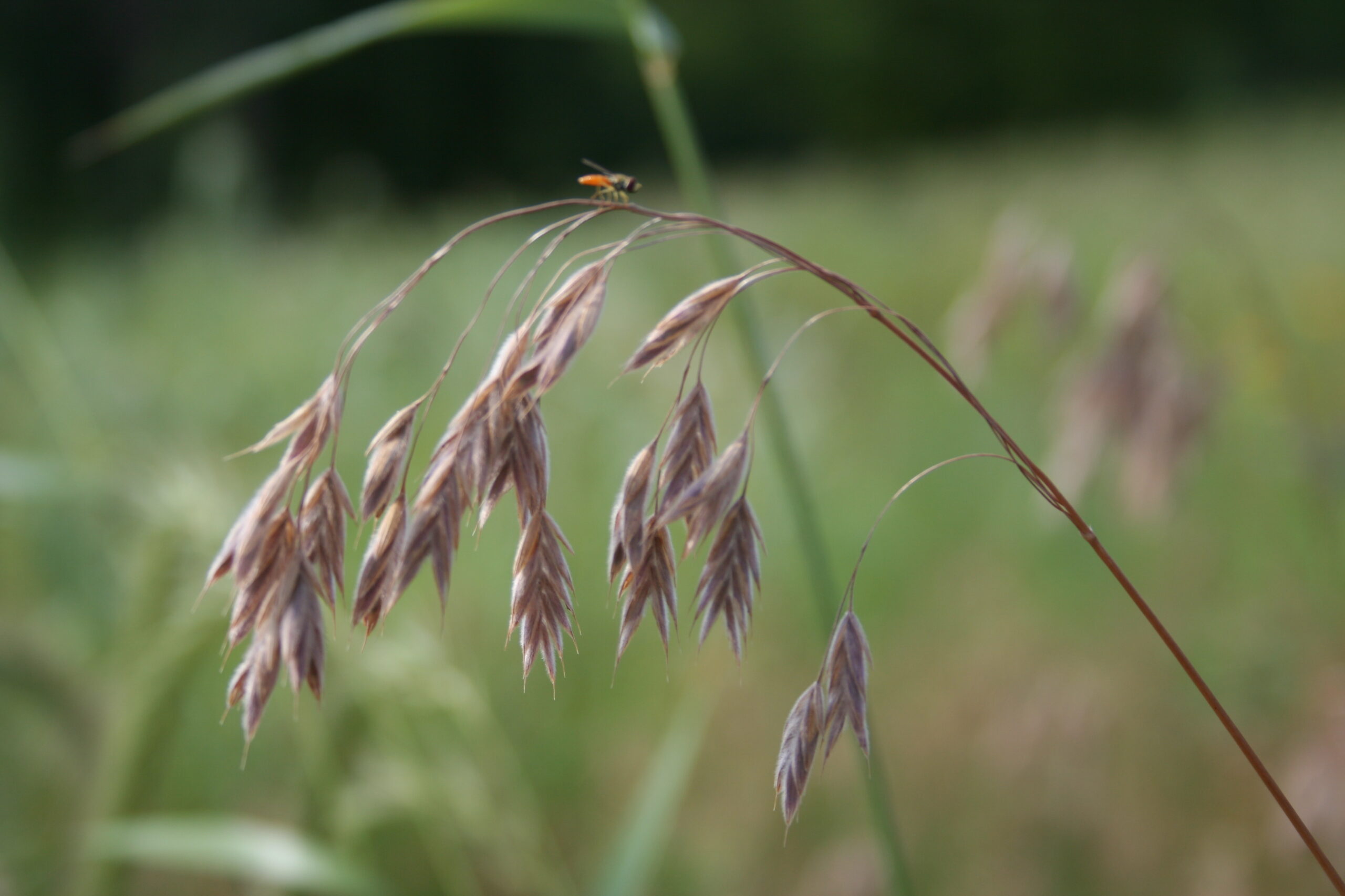 Bromus kalmii – Blue Thumb