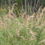 Blue-joint Grass (Calamagrostis canadensis)