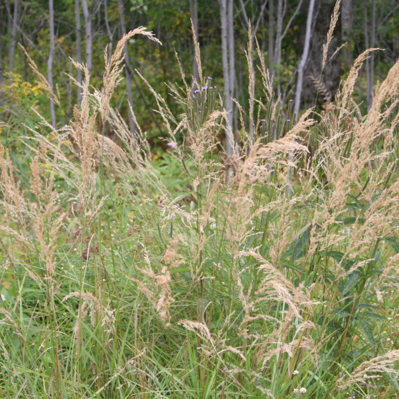 Blue-joint Grass (Blue-joint Grass<div><em class="small">Calamagrostis canadensis</em></div>)