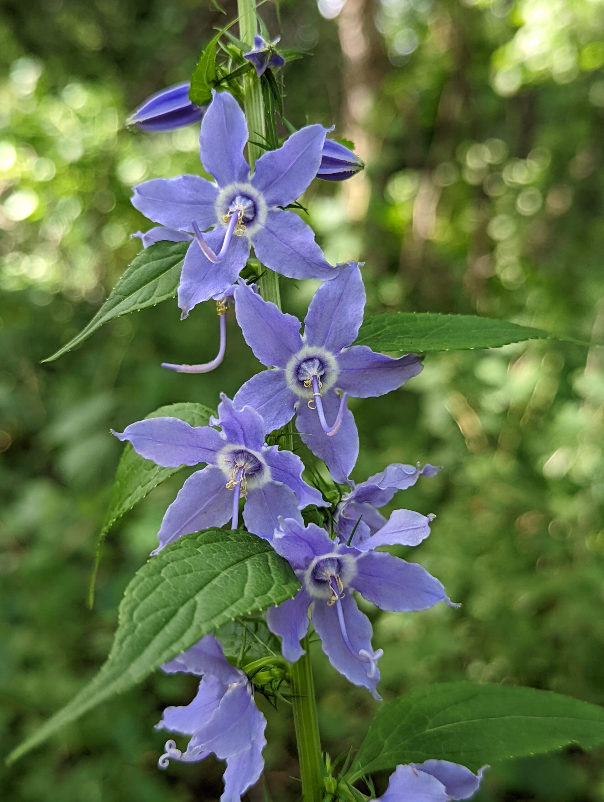 Campanula americana – Blue Thumb