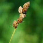 Bebbs Sedge (Carex bebbii)