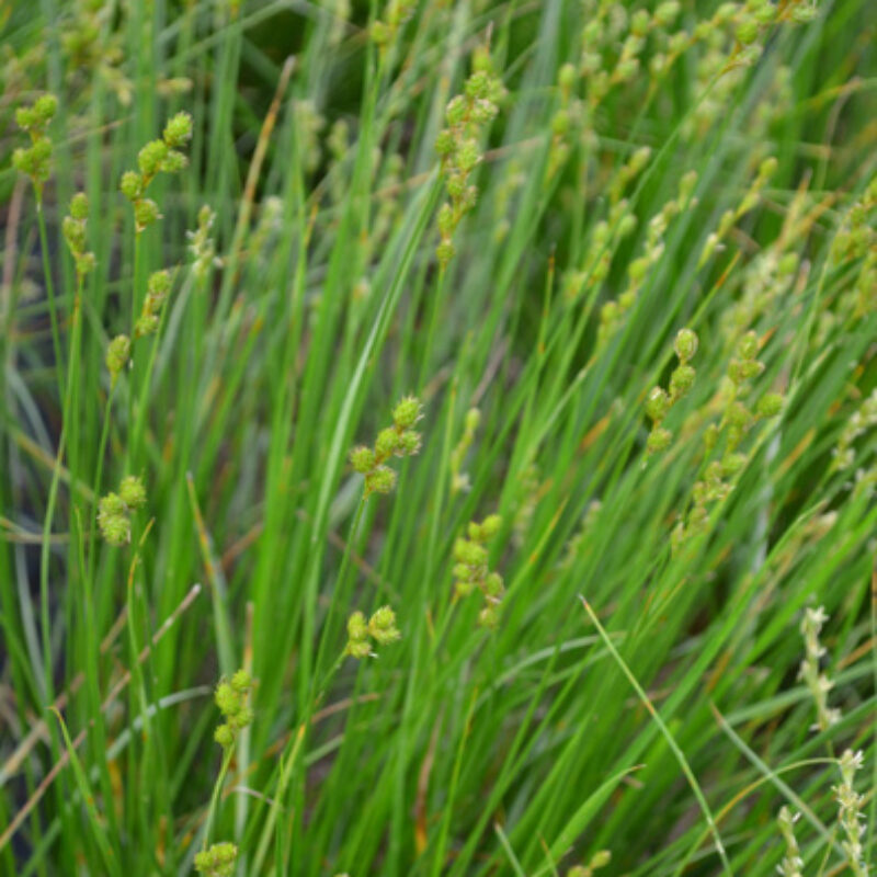 Plains Oval Sedge (Carex brevior)