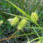 Porcupine Sedge (Carex hystericina)