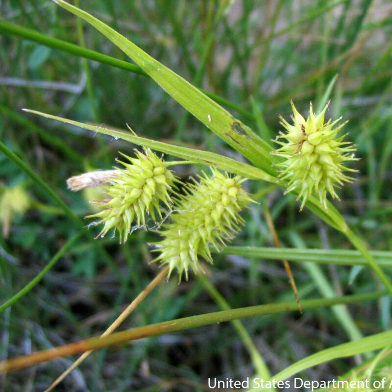 Porcupine Sedge (Porcupine Sedge<div><em class="small">Carex hystericina</em></div>)