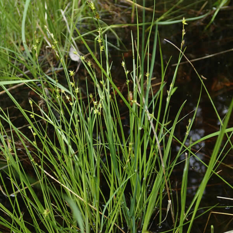 Inland Sedge (Carex interior)