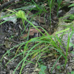 Hop Sedge (Carex lupulina)
