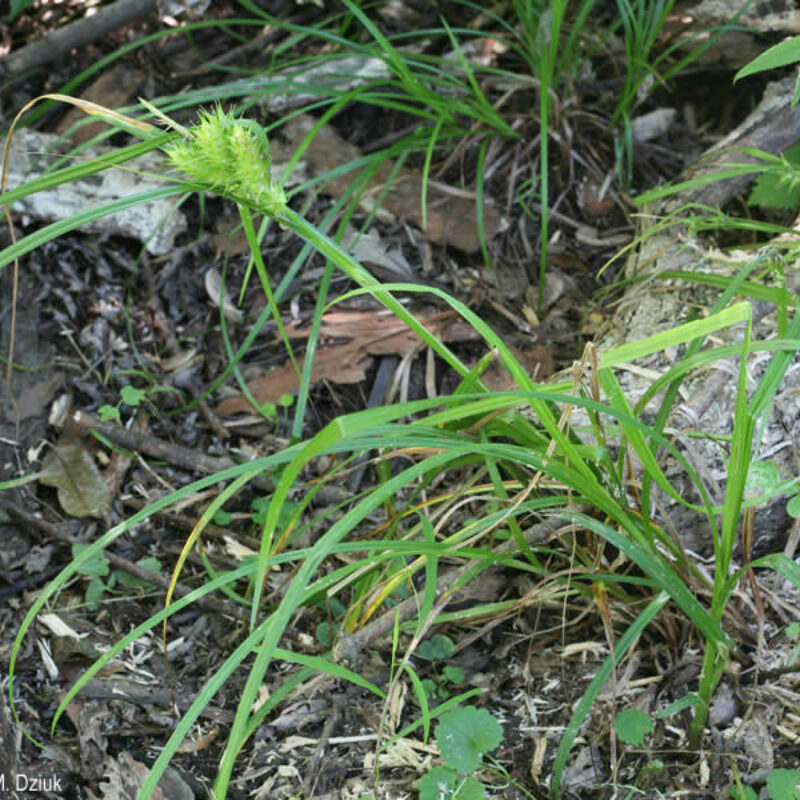 Hop Sedge (Hop Sedge<div><em class="small">Carex lupulina</em></div>)