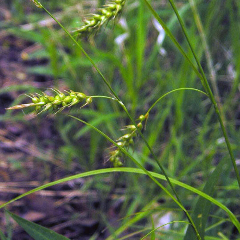 Long Beaked Sedge (Carex sprengelii)