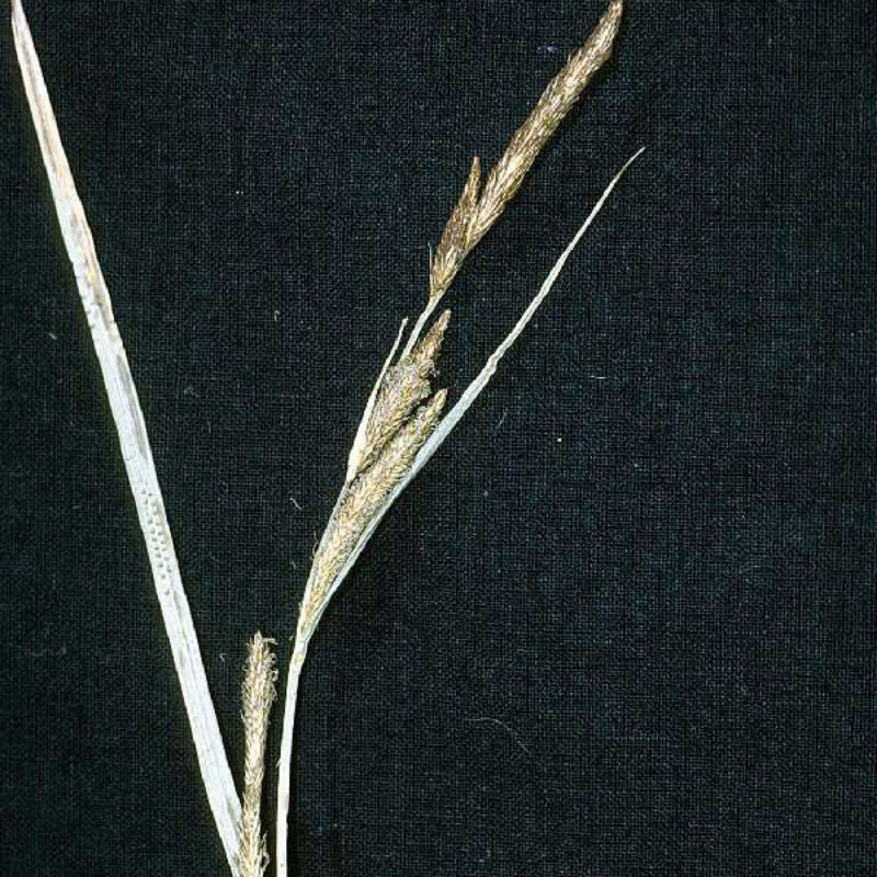 Tussock Sedge (Carex stricta)