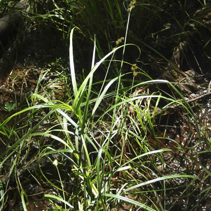 Blunt Broom Sedge (Blunt Broom Sedge<div><em class="small">Carex tribuloides</em></div>)