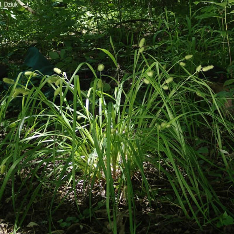 Cattail Sedge (Cattail Sedge<div><em class="small">Carex typhina</em></div>)