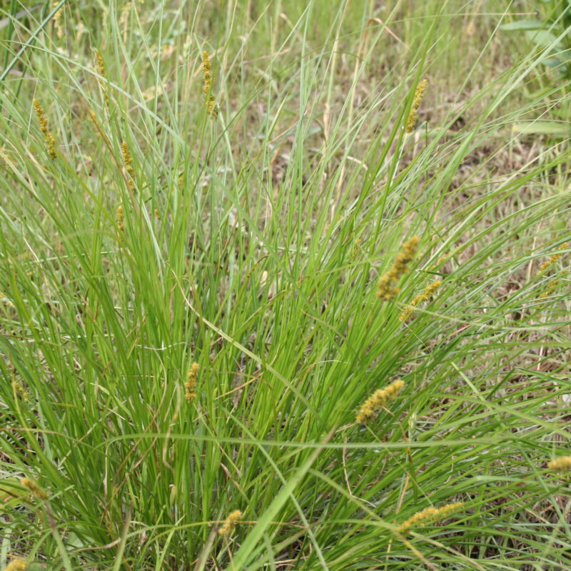 Fox Sedge (Fox Sedge<div><em class="small">Carex vulpinoidea</em></div>)