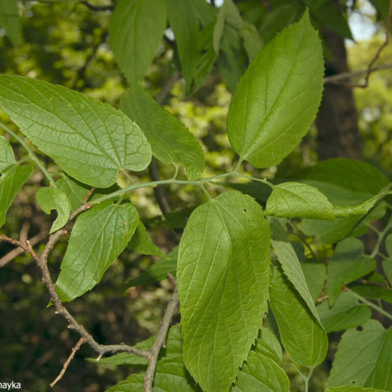 Hackberry (Celtis occidentalis)