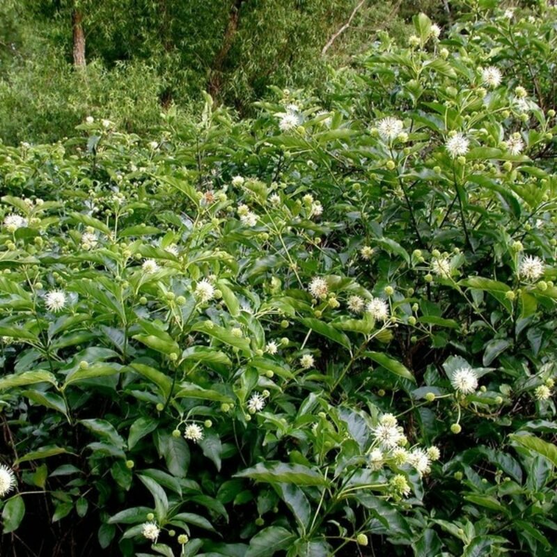 Buttonbush (Buttonbush<div><em class="small">Cephalanthus occidentalis</em></div>)
