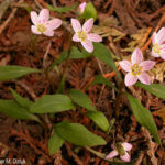 Broadleaved Spring Beauty (Claytonia caroliniana)