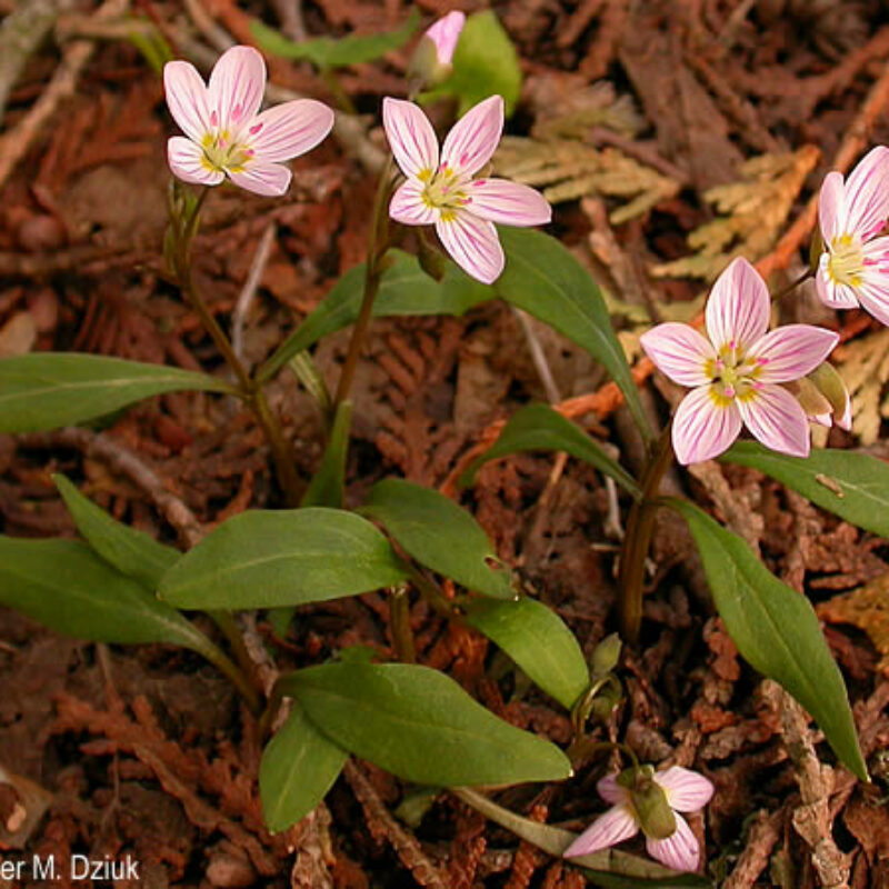 Broadleaved Spring Beauty (Broadleaved Spring Beauty<div><em class="small">Claytonia caroliniana</em></div>)