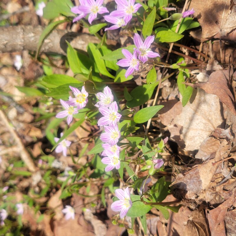Spring Beauty (Spring Beauty<div><em class="small">Claytonia virginica</em></div>)