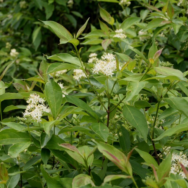 Gray Dogwood (Cornus racemosa)